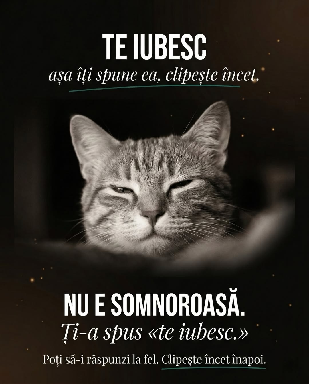Pillar UrbanCat slide 2 ea vorbește tot timpul, carusel viral TikTok pet brand content educațional