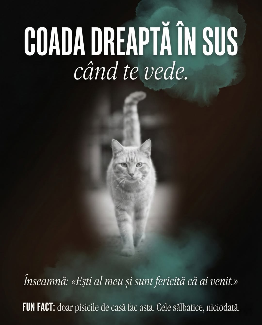 Pillar UrbanCat slide 3 frământarea cu lăbuțele compliment, carusel TikTok pet brand România