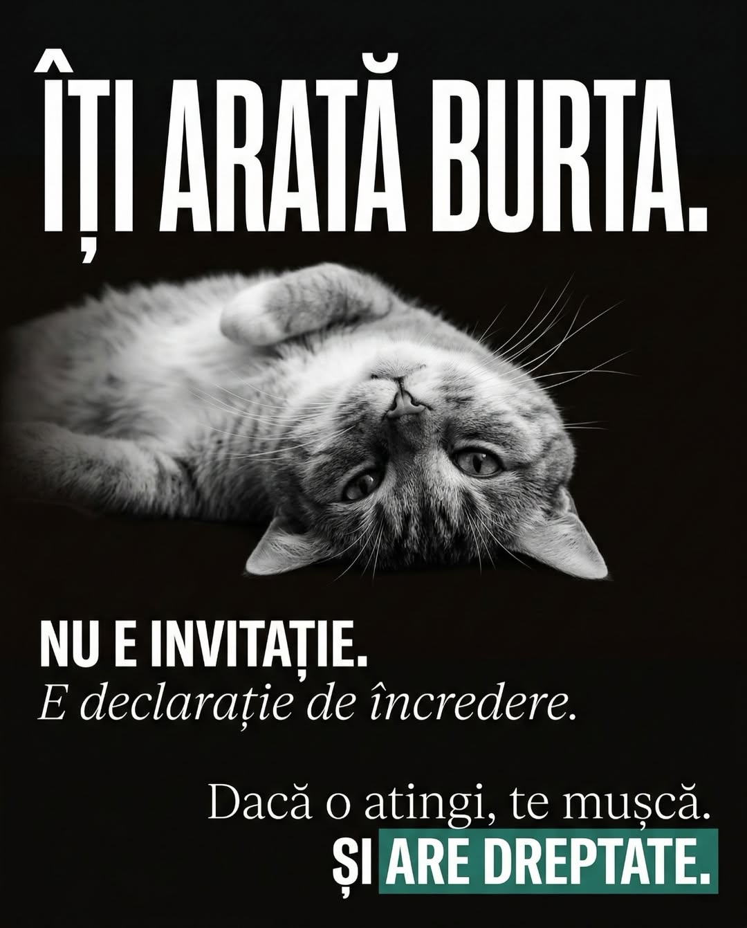 Carusel UrbanCat viral, slide 4 urechile spun totul antene reglate, content pet Instagram TikTok