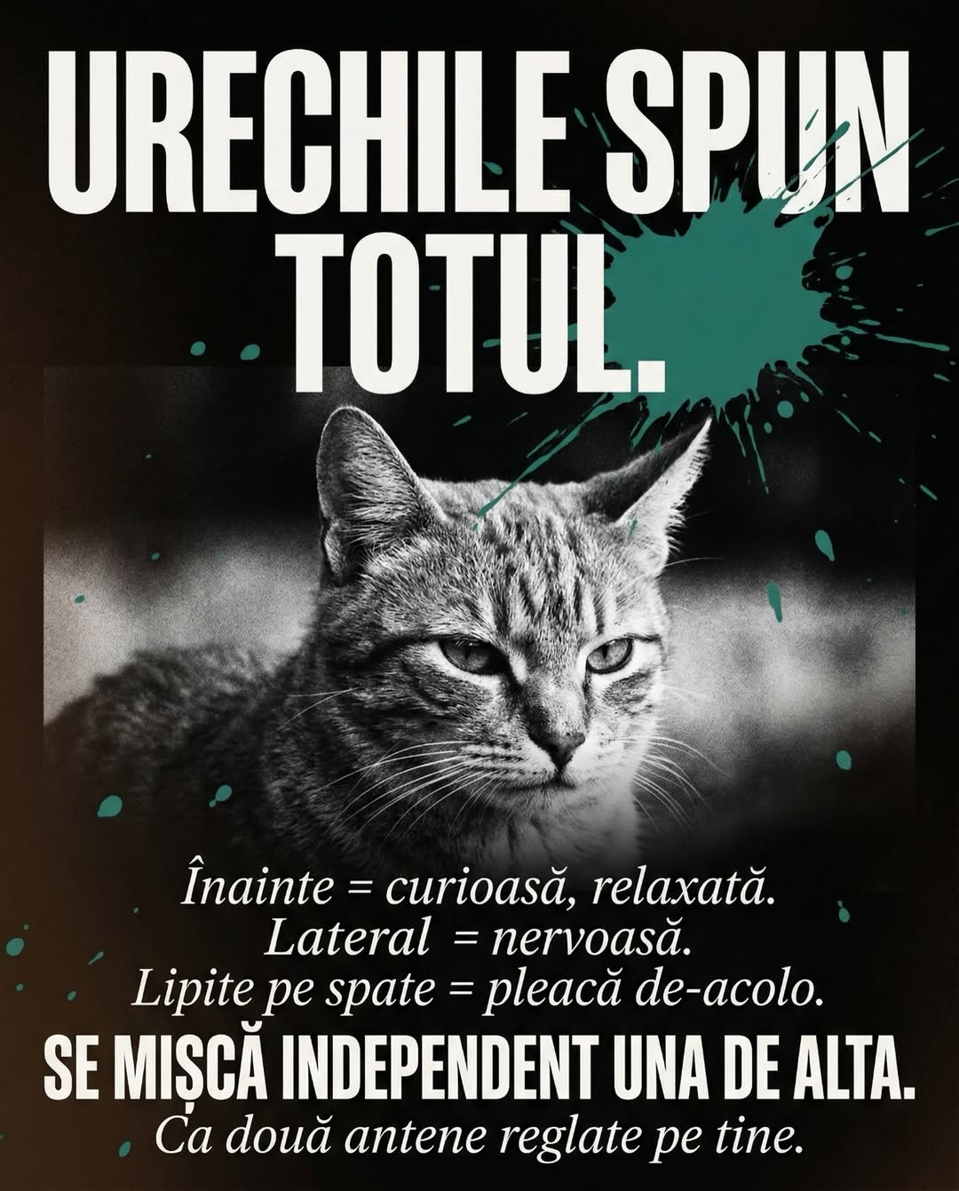 Carusel UrbanCat viral, slide 5 arată burta declarație de încredere pisică, pet brand storytelling
