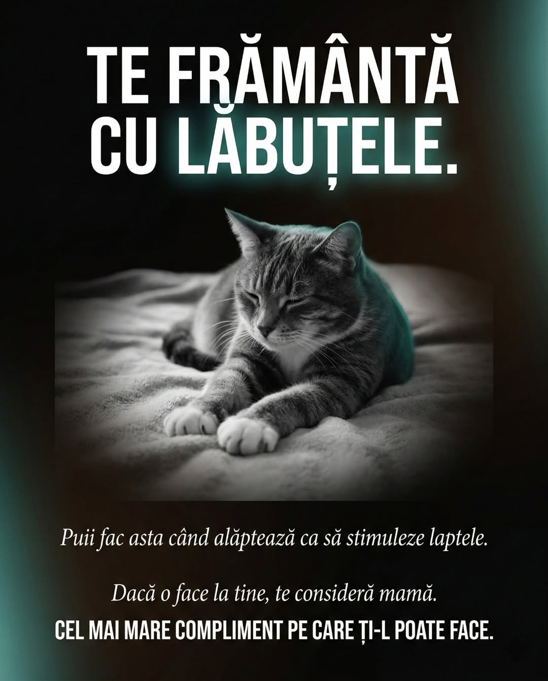 Pillar UrbanCat slide 6 coada dreaptă pisică de casă, carusel TikTok pet brand content viral