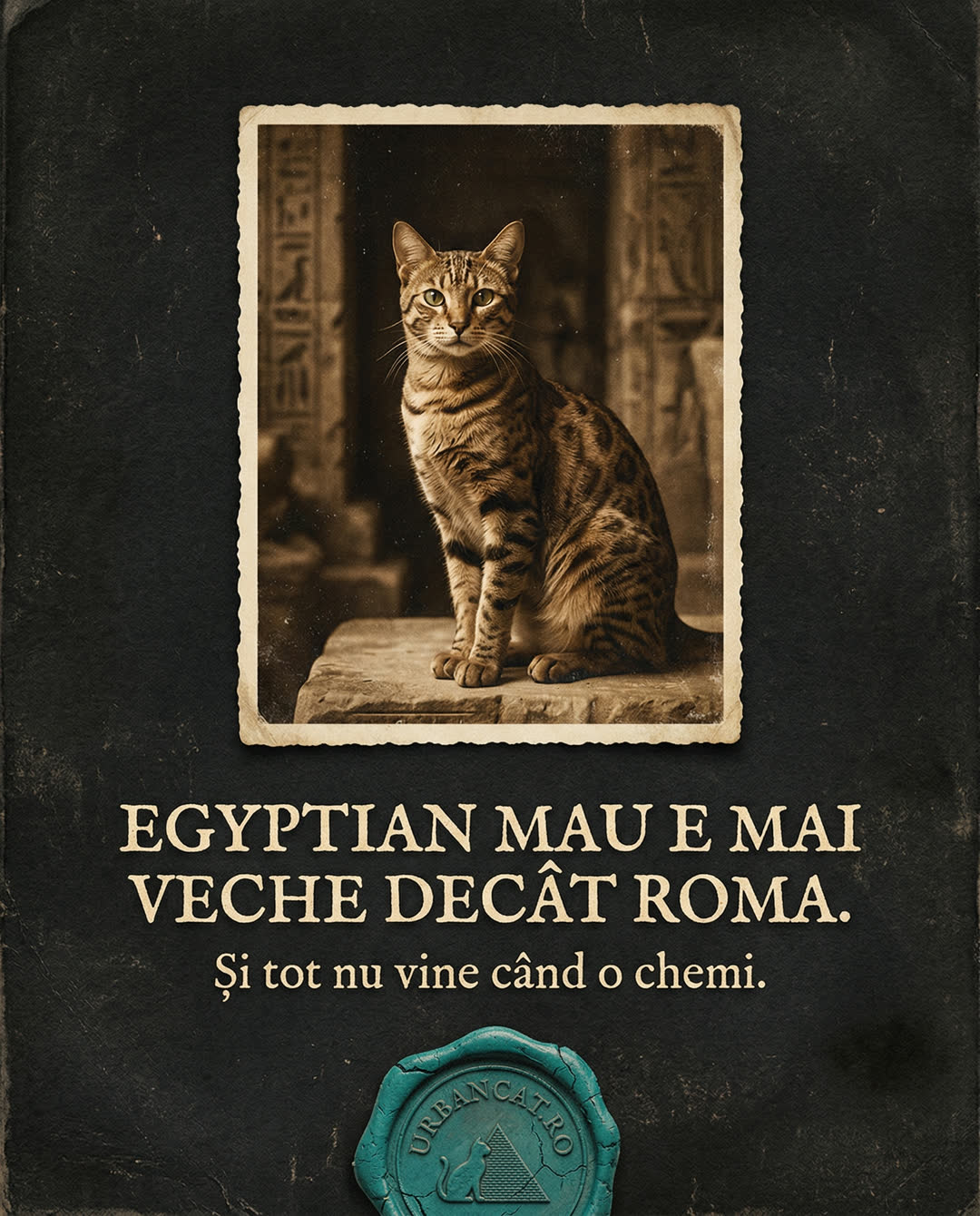 Cover carusel istoric pisici UrbanCat 3, 7 slide-uri istoria pisicilor content educativ, pet brand România